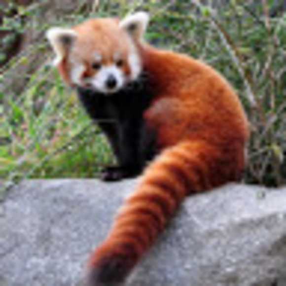 redpanda756